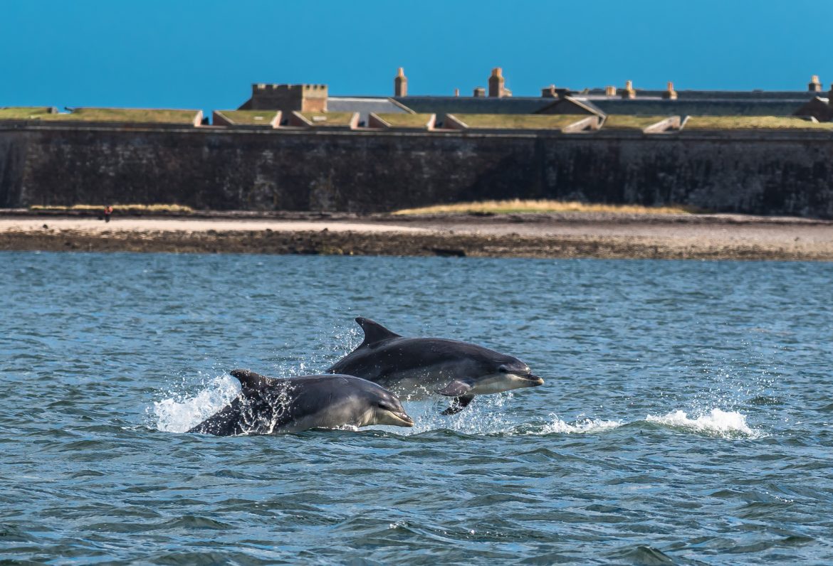 The Moray Firth Dolphins